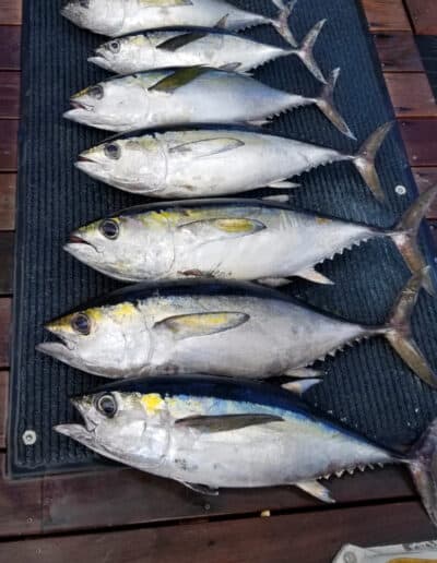 Lineup of 8 amberjack fish caught aboard Triple Time.