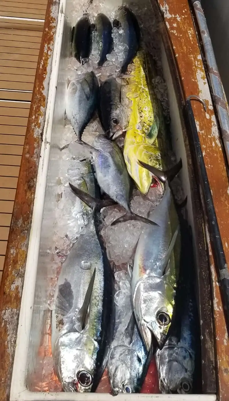 Fish lined up in the cooler.