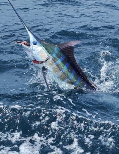 Sailfish coming up out of the water.